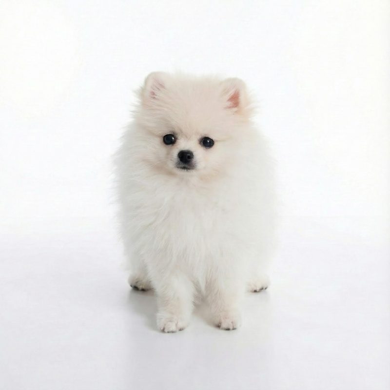 Spitz Loulou Pomeranian