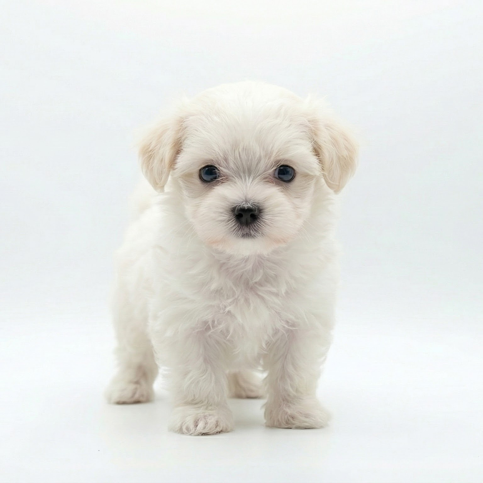 Maltipoo Toy