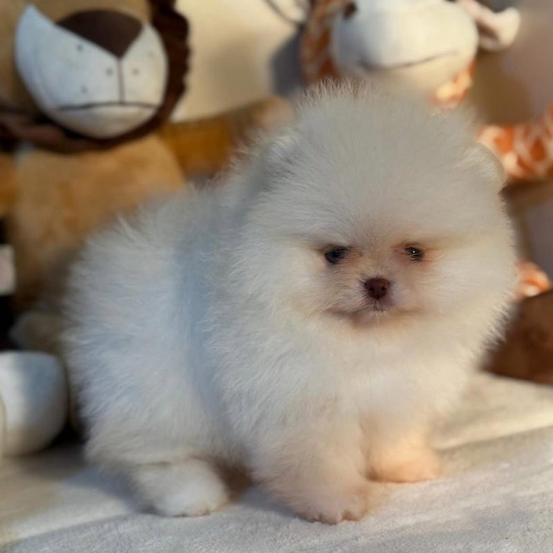 Spitz Loulou Pomeranian