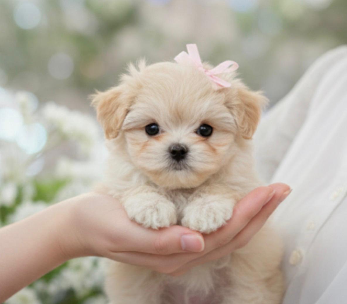 Maltipoo Toy